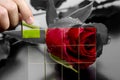 Restoring the beauty of a red rose