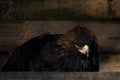 Restriction of freedom concept: Golden Eagle Aquila chrysaetos in captivity Royalty Free Stock Photo