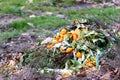 Rests of oranges and cabbage are composted on a compost heap for gardening and new plants in spring and summer with rotten