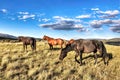 Montana Horses Grazing On Mountainside