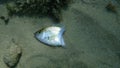 Result of the misuse of a speargun by a vandal. Dead annular seabream Diplodus annularis on sea bottom Royalty Free Stock Photo