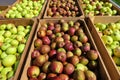 The result of a pleasingly large apple harvest Royalty Free Stock Photo