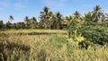 The results of the farmers' work in the fields now show yellow rice. Royalty Free Stock Photo