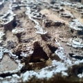 The results of the photos of the termite house, the beauty of the stunning textureÃ¯Â¿Â¼