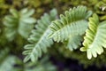 Resurrection Fern Fronds - Pleopeltis polypodioides Royalty Free Stock Photo