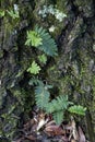 Resurrection Fern Growing on Tree Trunk - Pleopeltis polypodioides Royalty Free Stock Photo