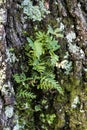 Resurrection Fern Growing on Tree Trunk - Pleopeltis polypodioides Royalty Free Stock Photo