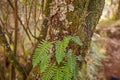 Resurrection Fern (Pleopeltis polypodioides) 15650 Royalty Free Stock Photo