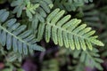 Resurrection Fern - Pleopeltis polypodioides Royalty Free Stock Photo