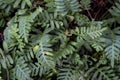 Resurrection Fern - Pleopeltis polypodioides Royalty Free Stock Photo