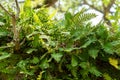 Resurrection fern Pleopeltis polypodioides growing on branch of a southern live oak tree - Hollywood, Florida, USA Royalty Free Stock Photo