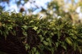 Resurrection fern Pleopeltis polypodioides grows on an oak tree Royalty Free Stock Photo