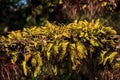 Resurrection fern Pleopeltis polypodioides grows on an oak tree Royalty Free Stock Photo