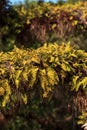 Resurrection fern Pleopeltis polypodioides grows on an oak tree Royalty Free Stock Photo