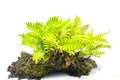 Resurrection fern - Pleopeltis polypodioides - native to Florida found in moist areas and on the trunks of trees, classified as an Royalty Free Stock Photo