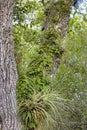 Resurrection Ferns and Bromeliads Royalty Free Stock Photo