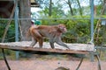 Resus macaque Royalty Free Stock Photo