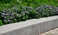 Retaining seat wall made of pure cast concrete blooms purple flowers behind it the wall is bordered by metal fences with black Royalty Free Stock Photo