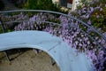 retaining seat wall made of pure cast concrete blooms purple Royalty Free Stock Photo