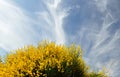 Retama broom with flowers and clouds Royalty Free Stock Photo
