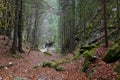 Late autumn landscape of Scorota Gorges in the Carpathians.