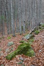 Late autumn landscape of Scorota Gorges in the Carpathians.