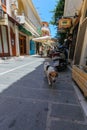 Rethymnon, Island Crete, Greece, - July 1, 2016: Exhausted dog in the narrow street of Rethymnon part of Old Town in hot summer Royalty Free Stock Photo