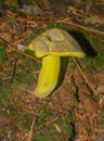 Retiboletus Ornatipes Mushroom