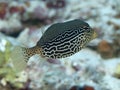 Reticulate boxfish Royalty Free Stock Photo