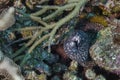 Reticulate Moray Eel