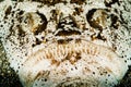 reticulate stargazer fish head closeup