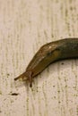 Reticulate Taildropper Slug Royalty Free Stock Photo