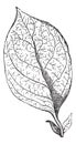 Reticulate-veined Leaf, vintage engraving