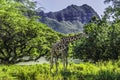 Reticulated Brown White Giraffe Grazing Diamond Head Waikiki Oahu Hawaii Royalty Free Stock Photo