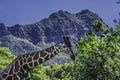 Reticulated Brown White Giraffe Grazing Diamond Head Waikiki Oahu Hawaii Royalty Free Stock Photo