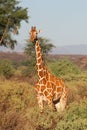 Reticulated Giraffe Royalty Free Stock Photo
