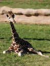 Reticulated Giraffe Royalty Free Stock Photo