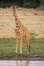 Reticulated Giraffe Royalty Free Stock Photo