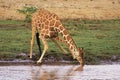 Reticulated Giraffe Royalty Free Stock Photo