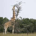 Reticulated Giraffe Royalty Free Stock Photo