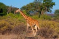 Reticulated Giraffe Royalty Free Stock Photo