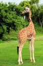 Reticulated Giraffe Royalty Free Stock Photo