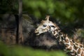 Reticulated Giraffe