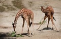 Reticulated Giraffe Royalty Free Stock Photo