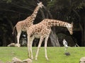 Reticulated Giraffe