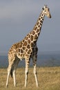 Reticulated Giraffe Royalty Free Stock Photo