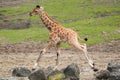 Reticulated giraffe