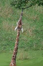 Reticulated Giraffe Royalty Free Stock Photo