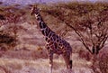 Reticulated Giraffe 11027