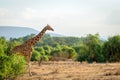 Reticulated giraffe in the african landscape scenery in Samburu/Kenya